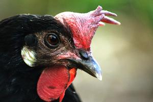 a close up of a black and red turkey at B&B La Villa in Giardini Naxos