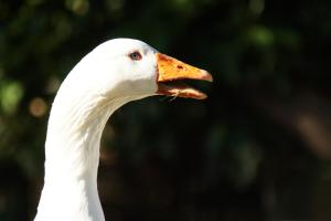 a white goose with its beak open at B&B La Villa in Giardini Naxos