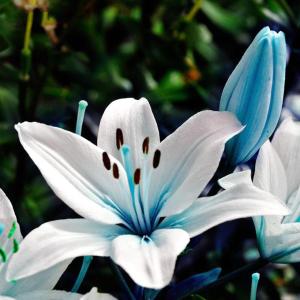 um close-up de uma flor branca e azul em Hostel das Flores em Senhora da Hora