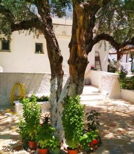 Gallery image of Billy's Amoudi Apartments in Amoudi