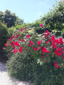 a bunch of red flowers in a bush at coté remparts in Provins