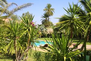 a pool in the middle of some palm trees at Villa Le Perroquet Bleu in Marrakech