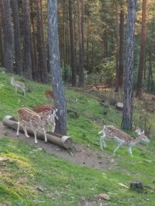 Loomad apartemendi aladel või selle läheduses