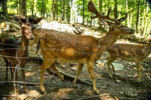 Animale la sau în apropiere de acest apartament