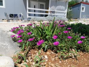 Um jardim em Fjaka Camp