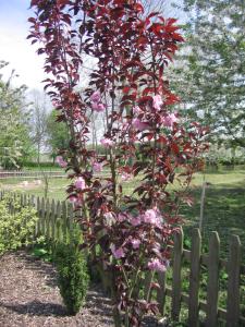 Aed väljaspool majutusasutust B&B Hoeve Ransberg