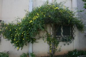 Zahrada ubytování B&B Il Glicine