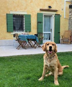 um cão castanho sentado na relva em frente a uma mesa em A casa di Hugo em Marano di Valpolicella