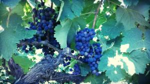 Foto dalla galleria di Cabernet Tali a Telavi