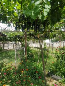 Giardino di wine valley