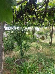 Giardino di wine valley