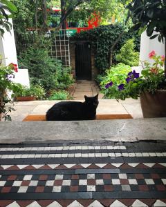 a cat that is sitting on the ground at Central Victorian House in London
