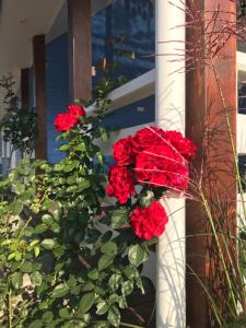 Fotografie z fotogalerie ubytování Pensjonat Krainka v destinaci Białowieża