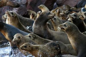 a group of seals standing in the water at Eco Bay Hotel in Bahía Kino