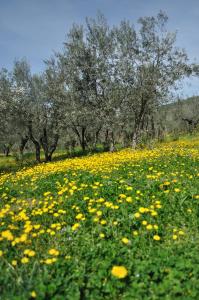 a field of yellow flowers in front of trees at Agriturismo "Antico Frantoio" in Foligno