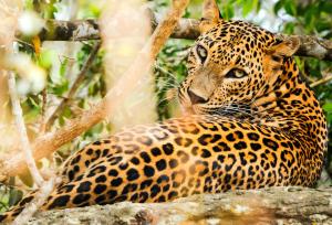 un jaguar está sentado en una roca en La Safari Inn Tissamaharama, en Tissamaharama