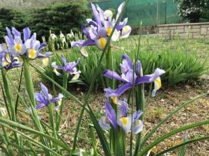 a bunch of purple flowers in a garden at San Casciano, tra Stifone,le mole e le goledelNera in Narni