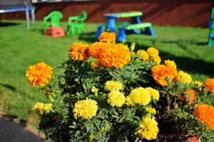 Zahrada ubytování Valurile Mării Vama - Veche