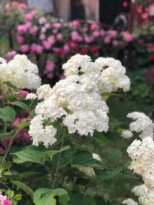 Guest house Emmy في ترايغراد: مجموعة من الزهور البيضاء في الحديقة