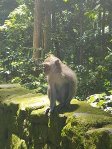 ein Affe, der auf einer Steinmauer sitzt in der Unterkunft Gusti Room in Ubud