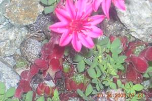a pink flower sitting on top of some rocks at Le Serre Grau 2 pcs - Apartment facing South and the forest in Villar-dʼArène