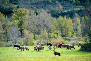 a herd of cattle grazing on a lush green field at SOMMOS Hotel Aneto in Benasque