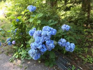 a bush of blue hydrangeas in a garden at Naeba Ski Resort & Fuji Rock in Yuzawa