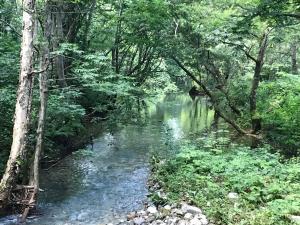 a stream in the middle of a forest with trees at Naeba Ski Resort & Fuji Rock in Yuzawa