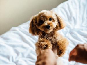 un petit chien brun assis sur un lit dans l'établissement Riverside TABI-NE, à Kanazawa