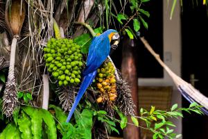 Animais no B&B ou nos arredores