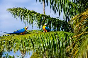 Animais no B&B ou nos arredores