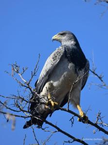 un pájaro posado sobre una rama de árbol en La Posta Hotel y refugio De Montana en Mina Clavero