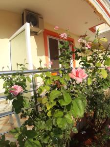 una planta con flores rosas en una habitación en Adriana Apartments, en Himare