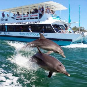 Due delfini che saltano fuori dall'acqua di fronte a una barca di Mandurah Coastal Holiday Park a Mandurah