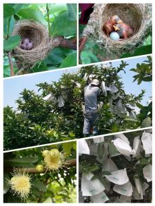 uma colagem de fotos com um homem num ninho de pássaros em Green Ozland B&B em Dongshan