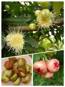 uma colagem de imagens de maçãs numa árvore em Green Ozland B&B em Dongshan