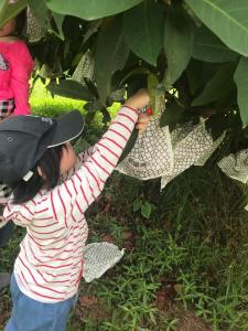 uma menina a procurar uma planta frondosa em Green Ozland B&B em Dongshan