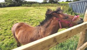 Foto dalla galleria di Valley Lodge Room Only Guest House a Claremorris Altre 13 foto