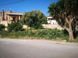 palma siedząca na poboczu drogi w obiekcie Kouriton House w mieście Margarítai