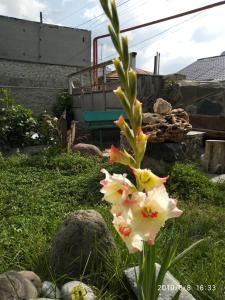 A garden outside Qusha Guesthouse Meeting in the mountains and views