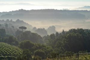 un valle nebuloso con una colina cubierta de árboles en Tenuta delle Rose, en Montaione