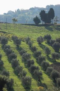un campo con árboles y arbustos en una colina en Tenuta delle Rose, en Montaione