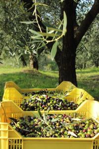 cuatro recipientes de plástico llenos de aceitunas junto a un árbol en Tenuta delle Rose, en Montaione