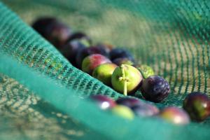 un montón de fruta en una red verde en Tenuta delle Rose, en Montaione