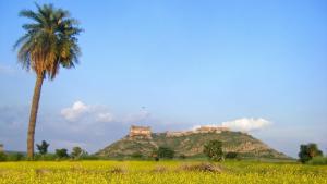 a palm tree and a castle on top of a hill at Neemrana's - Tijara Fort Palace in Alwar
