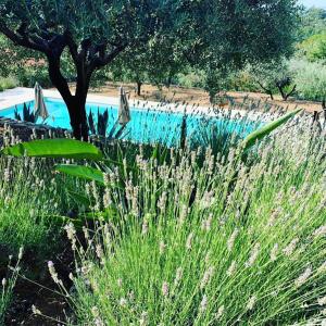 Bazén v ubytování Le Clos en Provence nebo v jeho okolí
