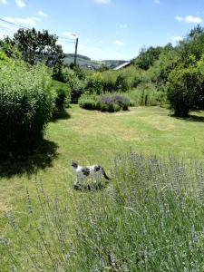 a cat sitting in the grass in a field at Les Tiennes in Treignes