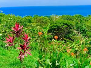 a field of flowers with the ocean in the background at Casa Guajira in Montezuma