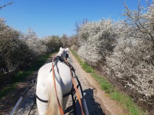 Fotografie z fotogalerie ubytování Farm Stay NH Stables v destinaci Nýřany