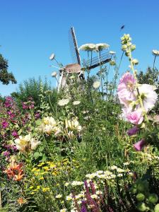 a field of flowers with a windmill in the background at Zalk blijven slapen in Zalk